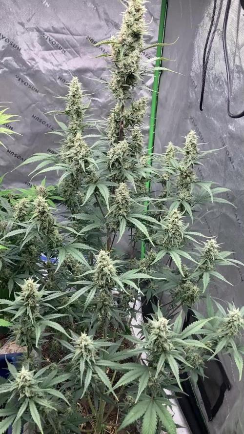 Fastbuds