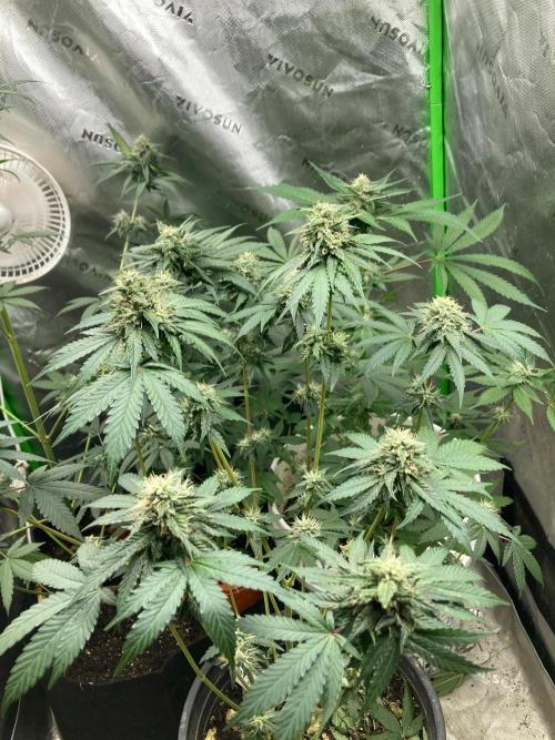 4x8 tent. Week 6