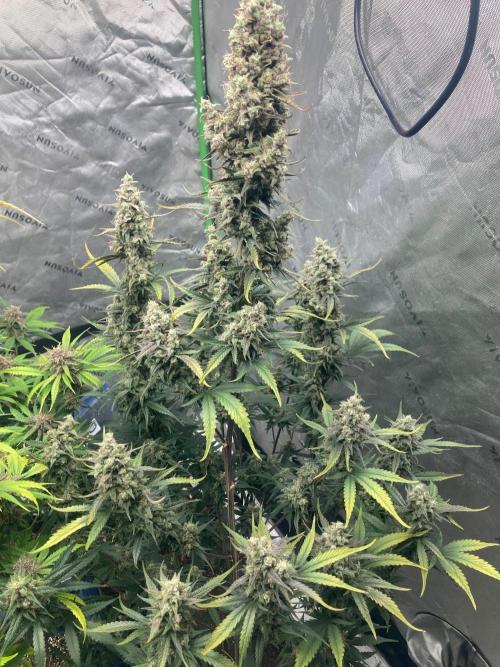 Fastbuds. Week 9