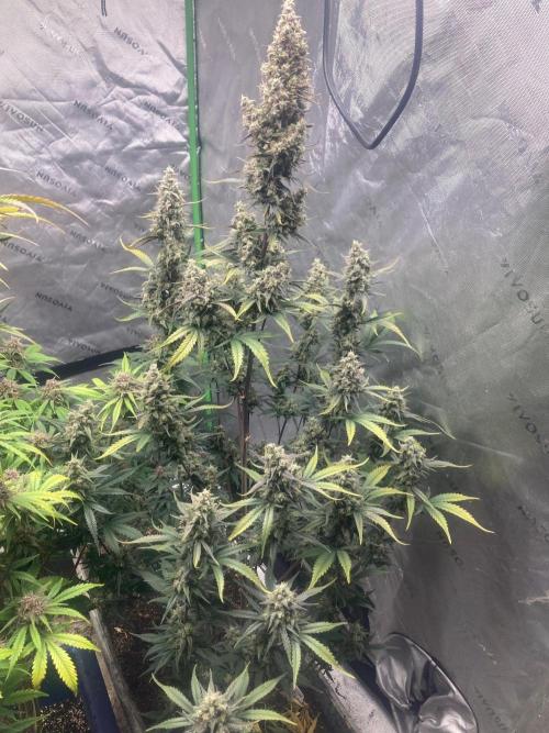 Fastbuds. Week 9