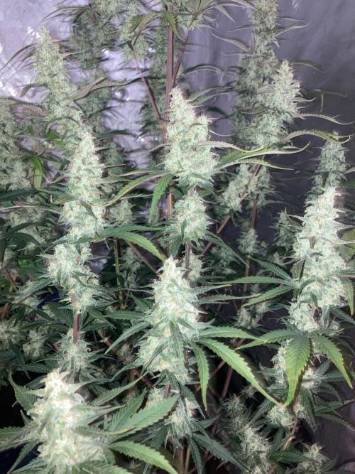 Fastbuds. Week 9