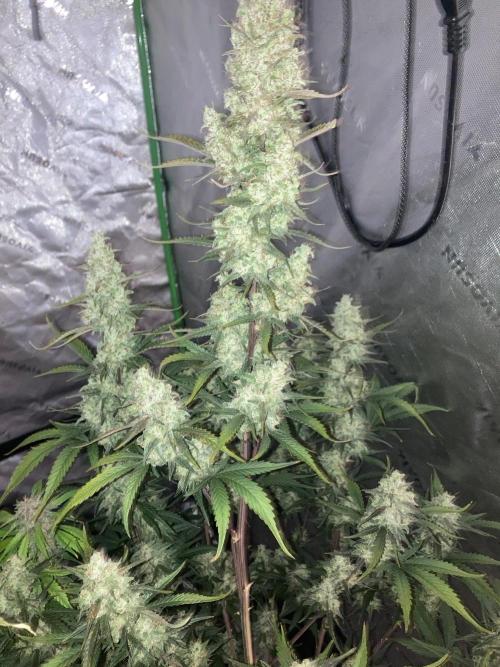 Fastbuds. Week 9
