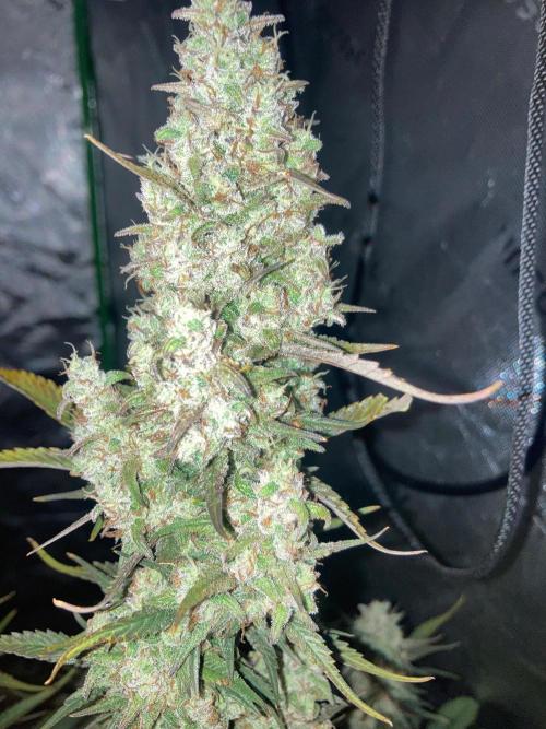 Fastbuds. Week 9