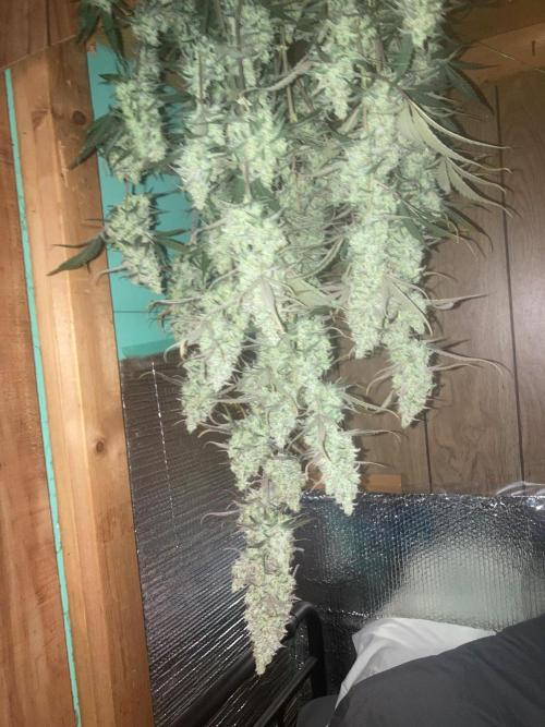 Fastbuds. Week 11