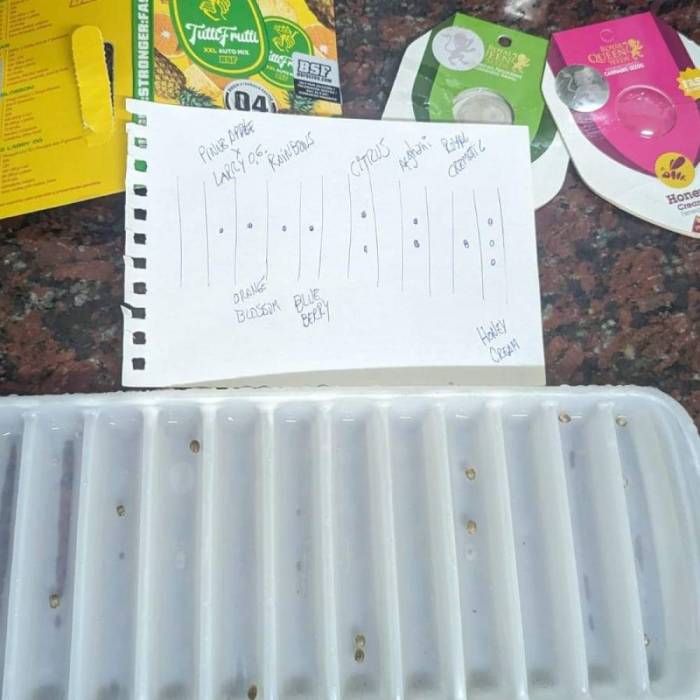 Noviembre Fotoperiodicas. Week 0 - 24 hrs de agua y a la servilleta