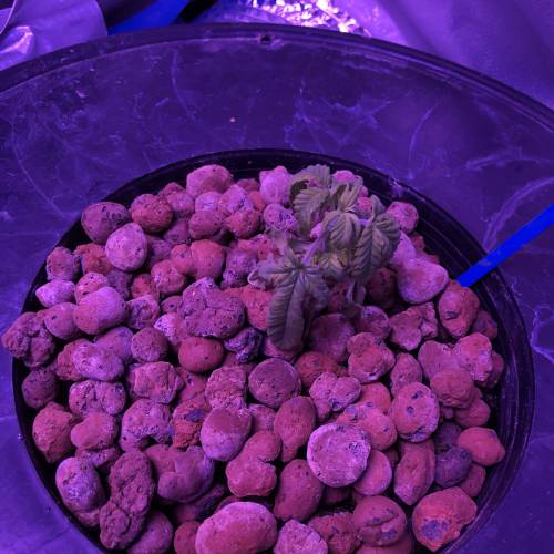 The Attic. Week 2 - Every Seed doesnt make it. Blue Huey OG