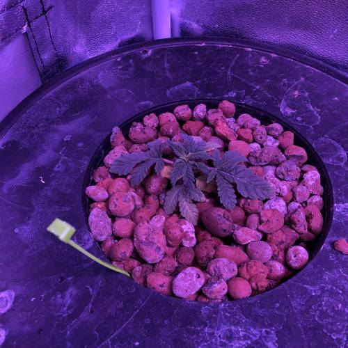 The Attic. Week 2 - Bad looking Cannaradosi baby. Removing her today