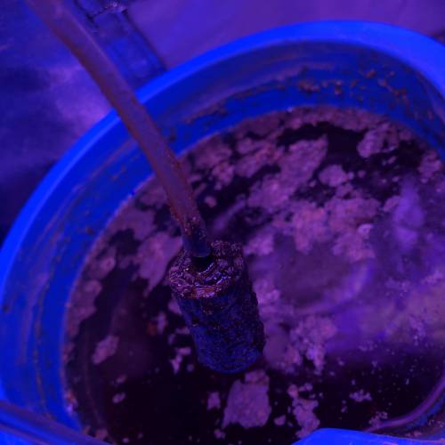 The Attic. Week 2 - Airstone clogged. 