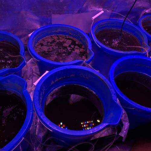 The Attic. Week 2 - Alot of Problems in The Attic. Most the Airstones were clogged