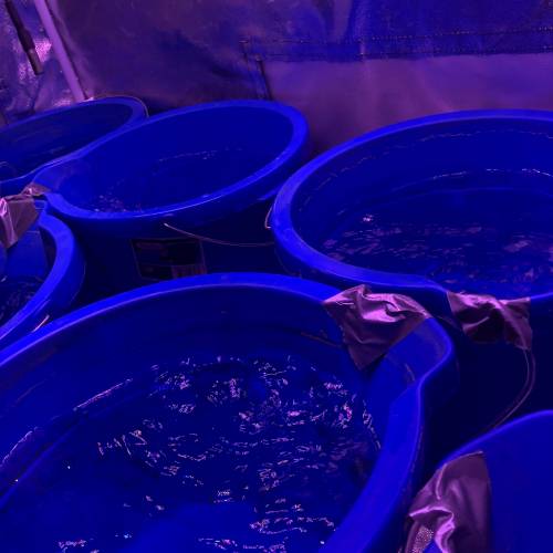 The Attic. Week 2 - Fresh Water Change