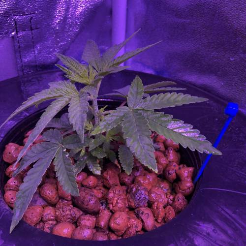 The Attic. Week 2 - Blue Huey OG @ 2 weeks