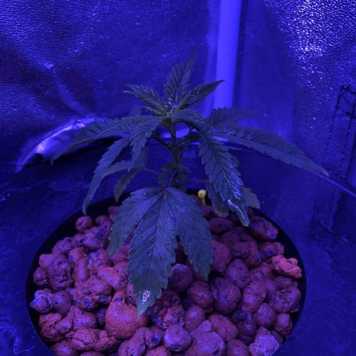 The Attic. Week 2 - Icing @ 2 weeks