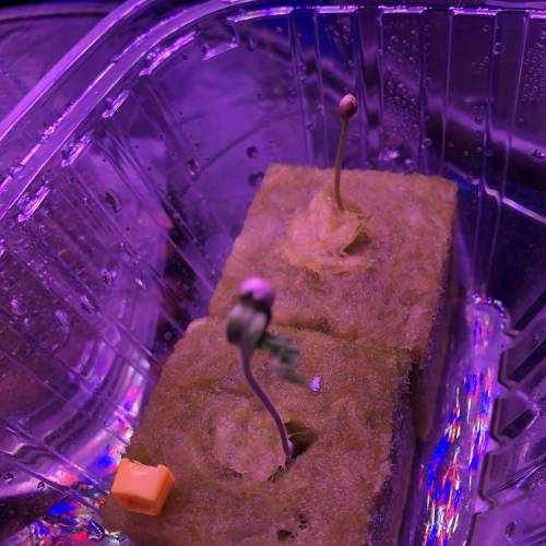 The Attic. Week 2 - Top seedling didn't make it. 