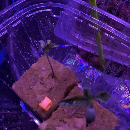 The Attic. Week 2 - One Trick Pony Seedlings