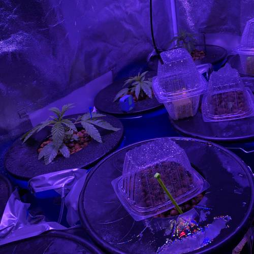 The Attic. Week 2 - Fresh Nute change. Removed the dying seedlings. 