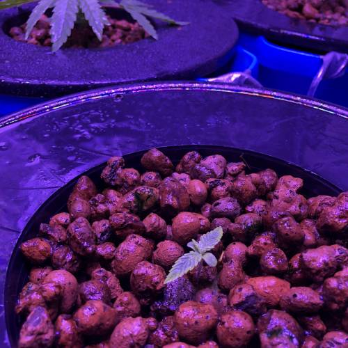 The Attic. Week 2 - First week for this little gal