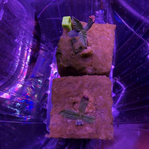 The Attic. Week 2 - Cannaradosi Seedlings. about 6 days. All the seedlings will be for "The Grounds"