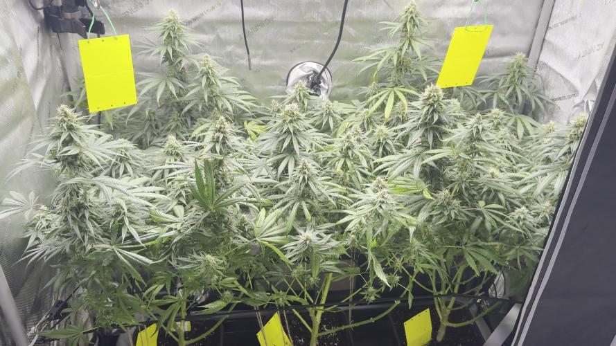 3x Jack Herer Sensi Seeds (120x60)