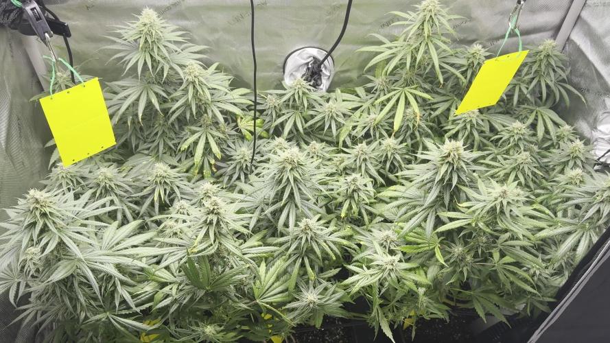 3x Jack Herer Sensi Seeds (120x60)