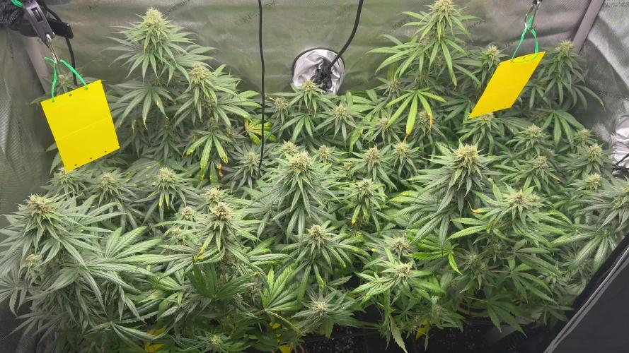 Jack Herer Sensi Seeds 3x (120x60)