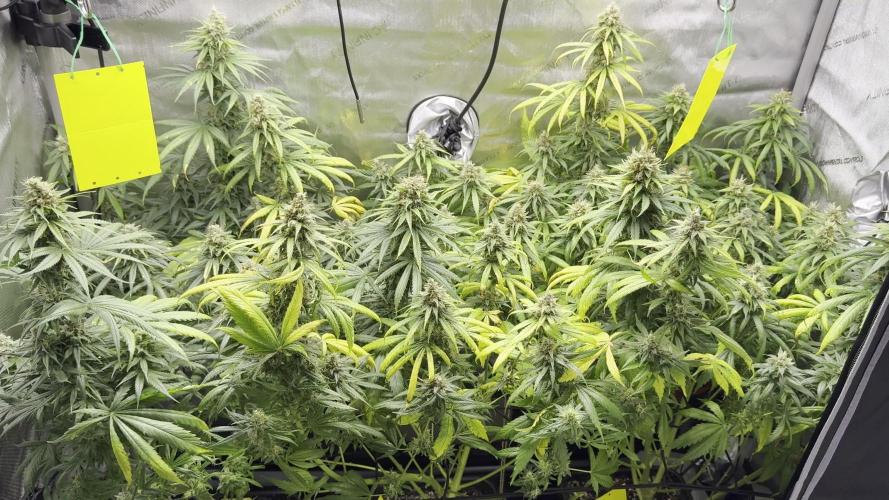 Jack Herer Sensi Seeds 3x (120x60)