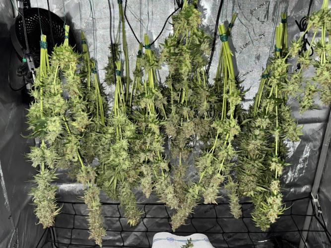 Jack Herer Sensi Seeds 3x (120x60). Week 10