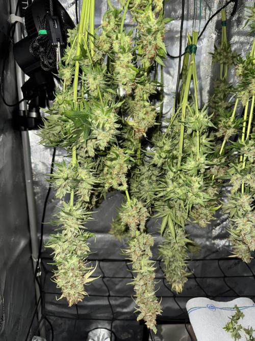Jack Herer Sensi Seeds 3x (120x60). Week 10