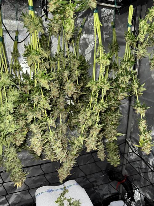 Jack Herer Sensi Seeds 3x (120x60). Week 10