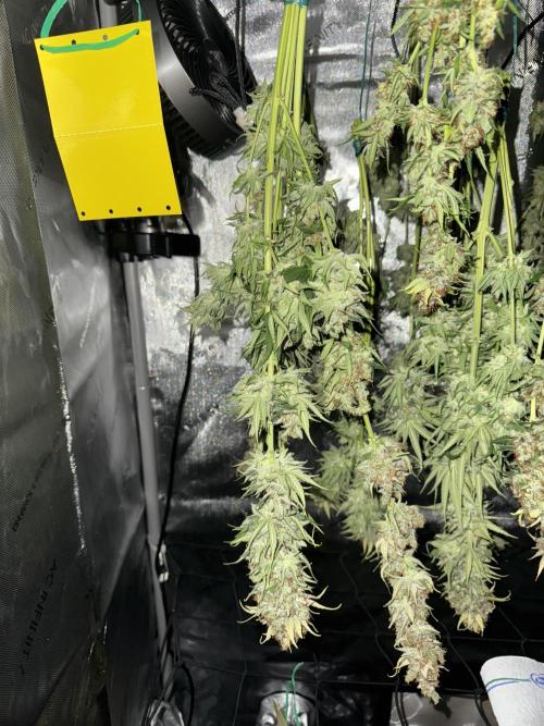 Jack Herer Sensi Seeds 3x (120x60). Week 10