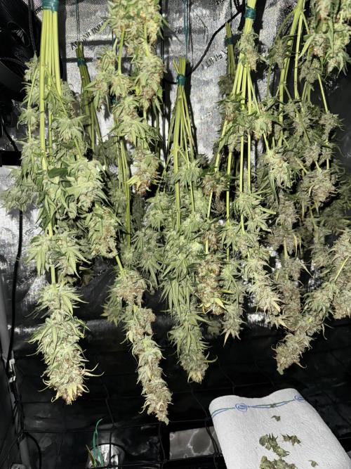 Jack Herer Sensi Seeds 3x (120x60). Week 10