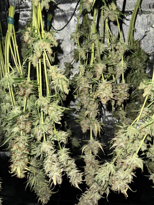 Jack Herer Sensi Seeds 3x (120x60). Week 10