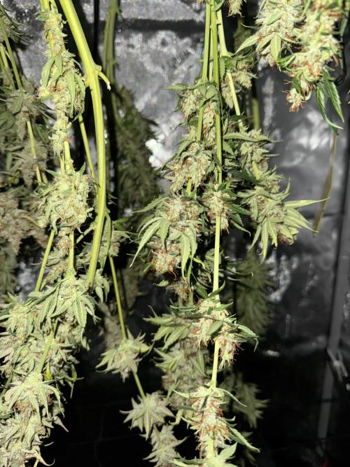 Jack Herer Sensi Seeds 3x (120x60). Week 10