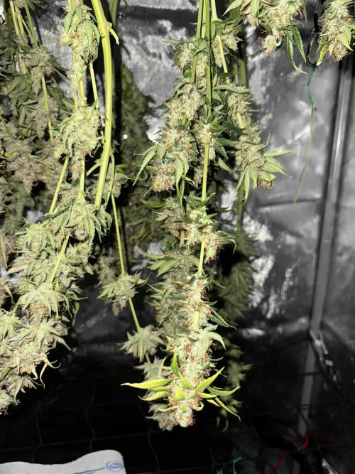 Jack Herer Sensi Seeds 3x (120x60). Week 10