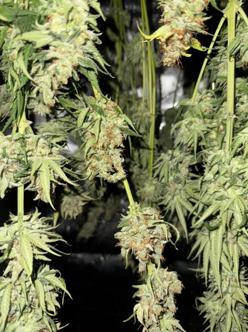 Jack Herer Sensi Seeds 3x (120x60). Week 10