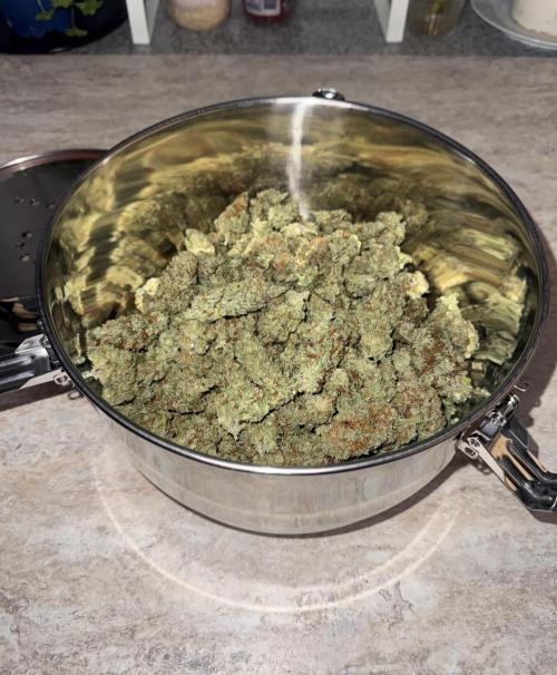 Jack Herer Sensi Seeds 3x (120x60). Week 10