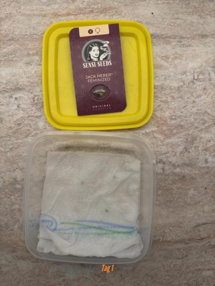 Jack Herer Sensi Seeds 3x (120x60). Week 0