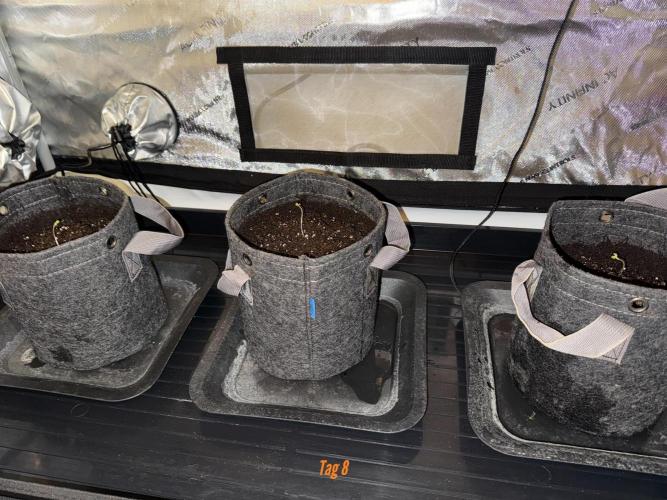 Jack Herer Sensi Seeds 3x (120x60). Week 2