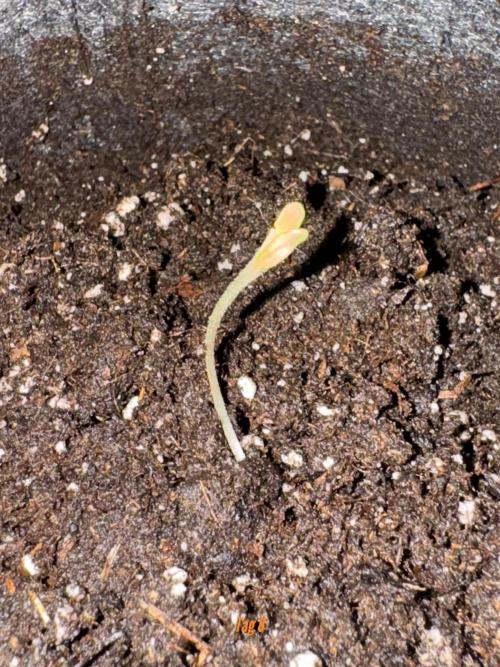 Jack Herer Sensi Seeds 3x (120x60). Week 2