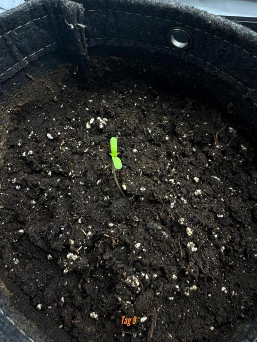 Jack Herer Sensi Seeds 3x (120x60). Week 2