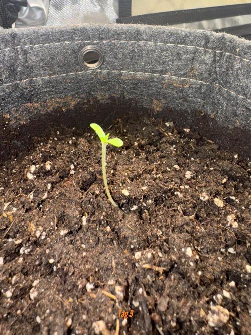 Jack Herer Sensi Seeds 3x (120x60). Week 2