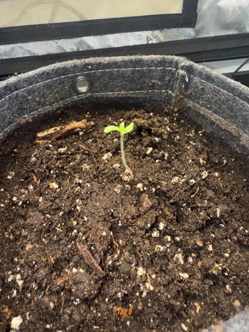 Jack Herer Sensi Seeds 3x (120x60). Week 2