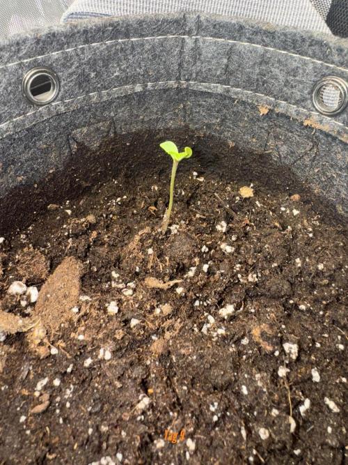 Jack Herer Sensi Seeds 3x (120x60). Week 2