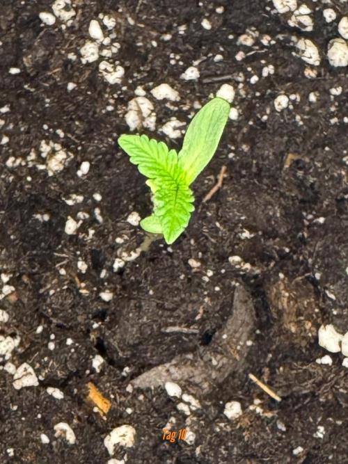 Jack Herer Sensi Seeds 3x (120x60). Week 2