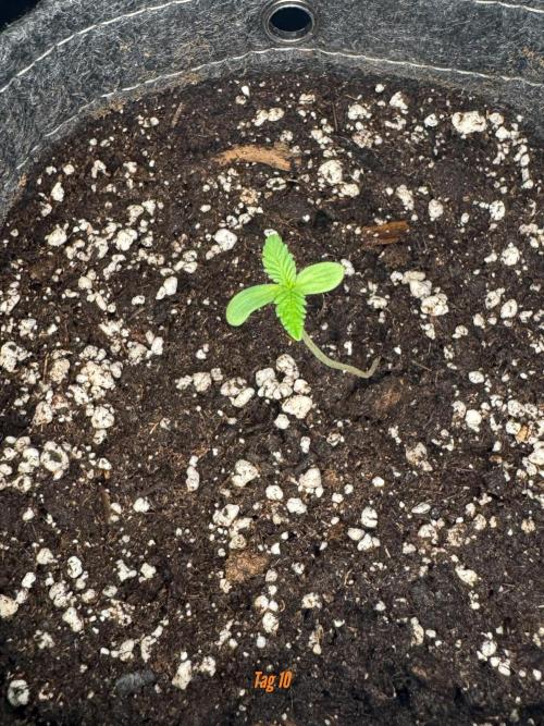 Jack Herer Sensi Seeds 3x (120x60). Week 2