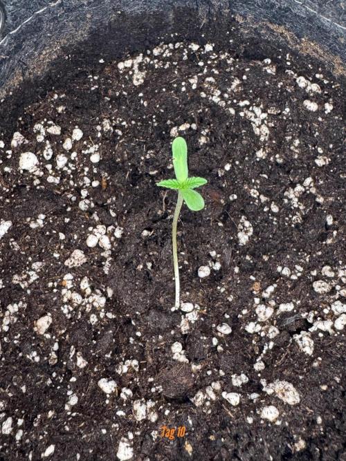 Jack Herer Sensi Seeds 3x (120x60). Week 2