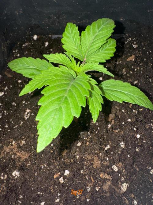 Jack Herer Sensi Seeds 3x (120x60). Week 3