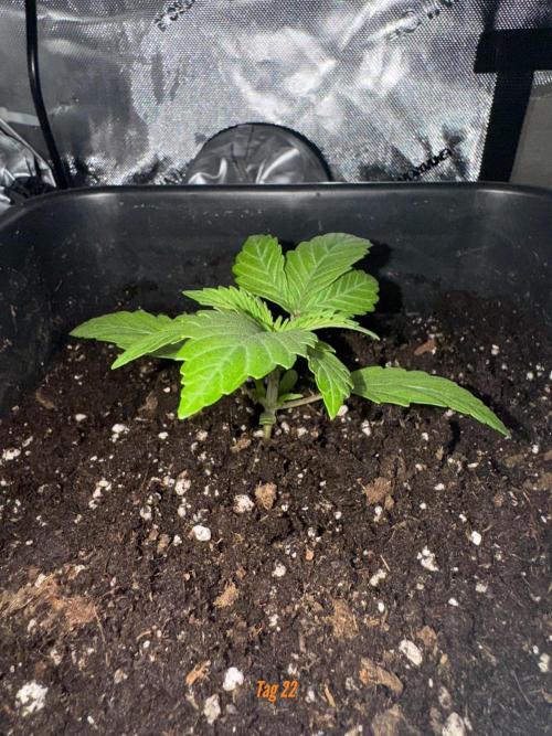 Jack Herer Sensi Seeds 3x (120x60). Week 3