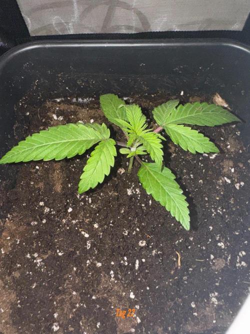 Jack Herer Sensi Seeds 3x (120x60). Week 3