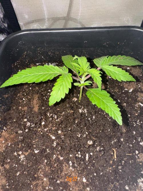 Jack Herer Sensi Seeds 3x (120x60). Week 3
