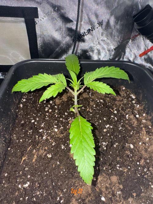 Jack Herer Sensi Seeds 3x (120x60). Week 3